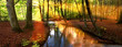sun rays in forest