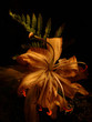 lily