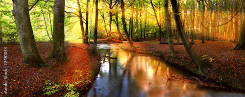 sun rays in forest