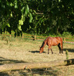 horse in denmark