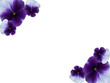 dark blue pansies