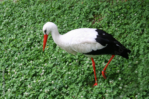 Photo: storch im salat storch im salat