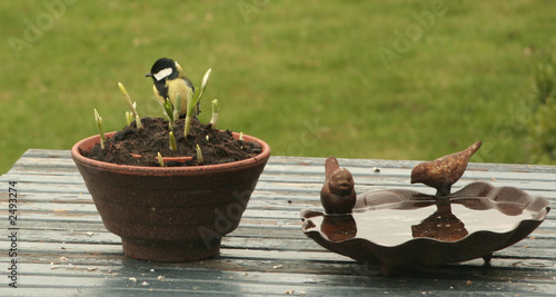 Photo: great titmouse great titmouse