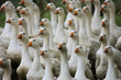 gänse