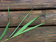 gras auf holz