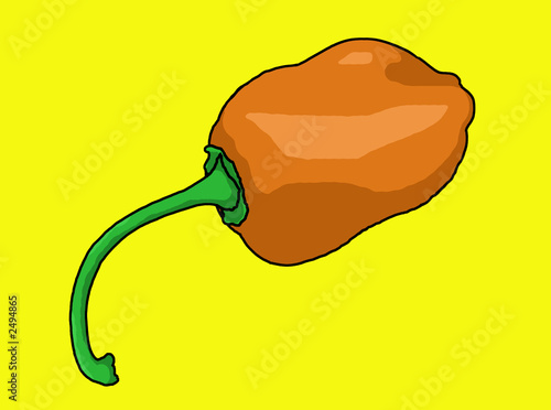 Illustration: habanero pepper illustration habanero pepper illustration