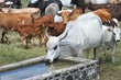 bull bull