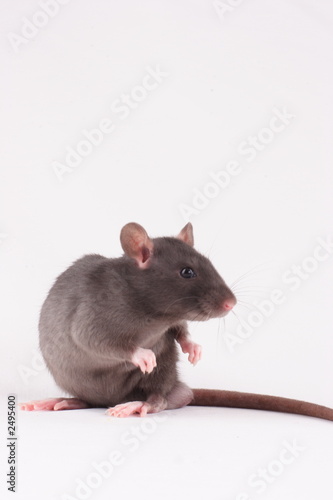 rat