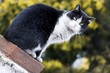 the cat portrait
