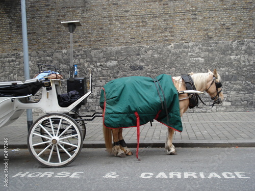 Photo: horse & carriage horse & carriage
