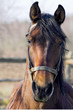 portrait of a  horse
