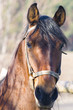 portrait of a  horse
