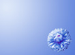 blue dahlia background