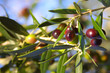 olive am baum