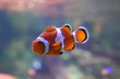 clownfish