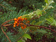 mountain ash and pine mountain ash and pine