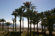 palm trees on the beach