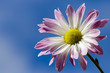 Foto: daisy against blue sky daisy against blue sky