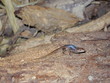 lizard