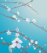 beautiful blossom flowers