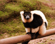black and white ruffed lemur