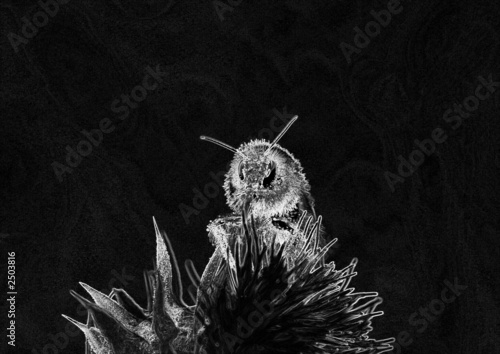 Illustration : abeille noir et blanc abeille noir et blanc