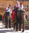 Photo en ligne au meilleur prix � dos d'�l�phants