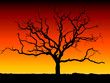 arbre detoure coucher de soleil