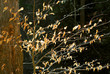 late fall