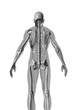 anatomy2_r