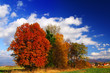 autumn trees