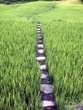 der weg