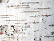 bark of the birch