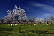 almendro