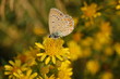 papillon fragilite
