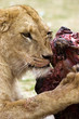 feeding lion