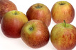 pomme variété jonagored_0033 pomme variété jonagored_0033