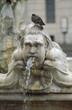 le pigeon sur la tête