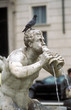 le pigeon et le triton