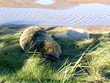 seal pup with mother