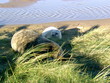 seal pups