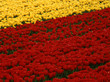 red and yellow tulips