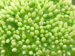 grass