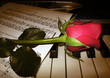 rose piano music brown