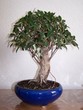 bonsai ficus