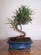 bonsai podocarpus
