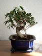 bonsai ficus