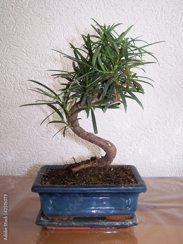 Photo: bonsai podocarpus bonsai podocarpus