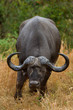 african buffalo