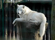 loup blanc
